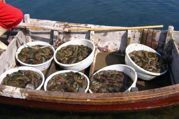 海參怎么吃最有營養?