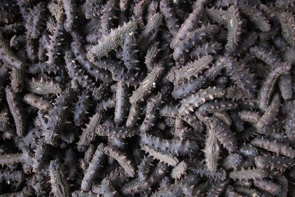 海參怎么吃最有營養?