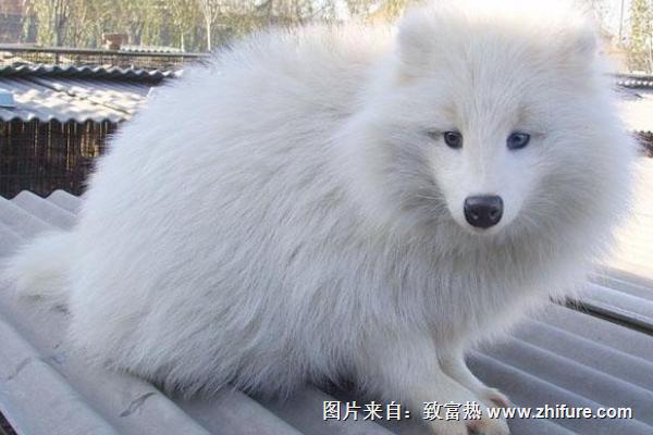 貉子和狐貍的區別是什么?