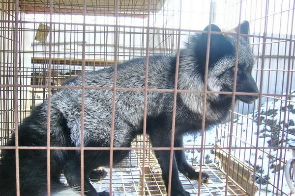 貉子吃什么長的快？