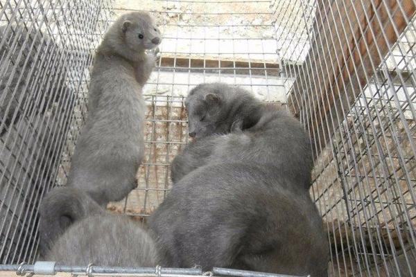 貉子吃什么長的快？