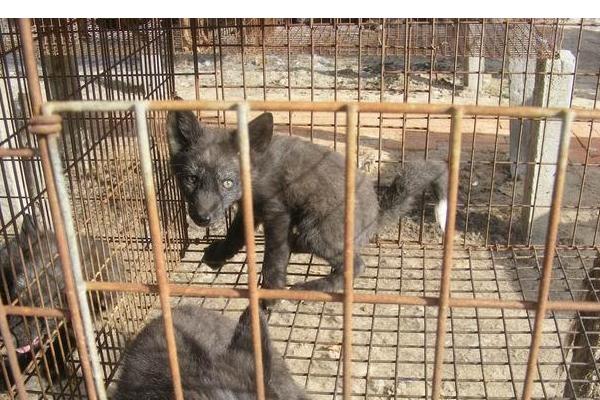 貉子吃什么長的快？