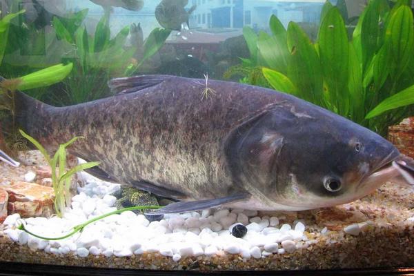 釣花鰱的餌料配方