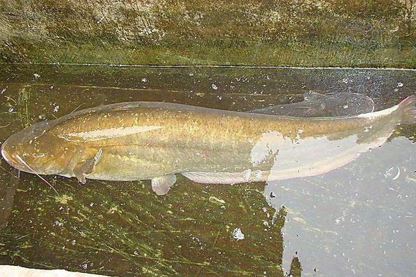 釣花鰱的餌料配方