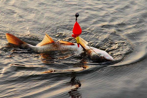 釣花鰱的餌料配方