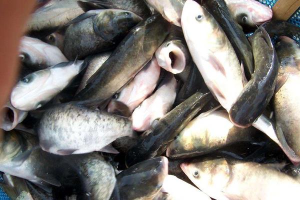 釣花鰱的餌料配方