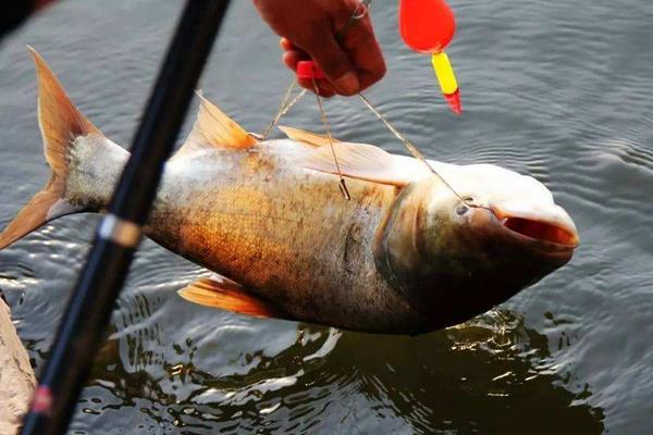 釣花鰱的餌料配方