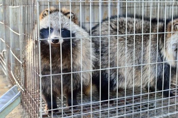 貉子吃什么長的快？