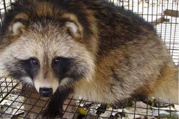 貉子吃什么長的快？