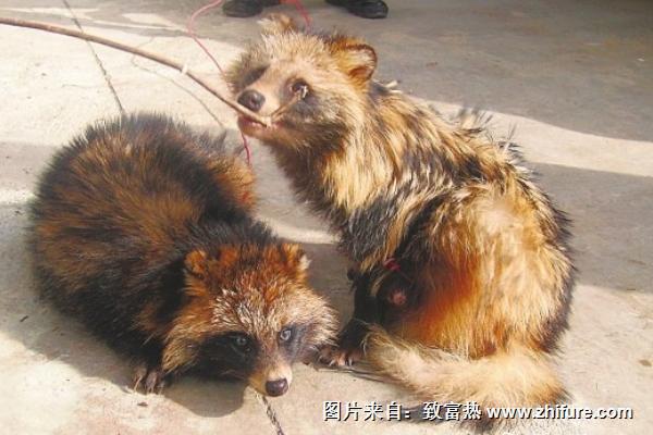 貉子吃什么長的快？