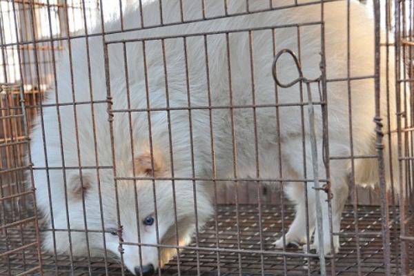 貉子不愛吃食怎么辦？