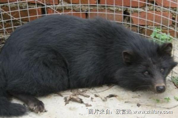 貉子不愛吃食怎么辦?