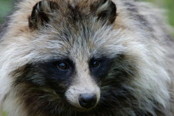 貉子不愛吃食怎么辦？