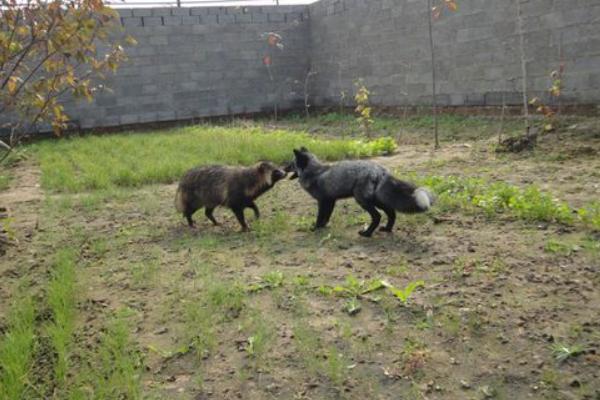 貉子不愛吃食怎么辦？