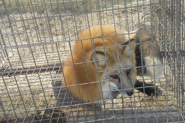 貉子不愛吃食怎么辦？