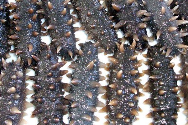 刺參和海參的區別是什么?