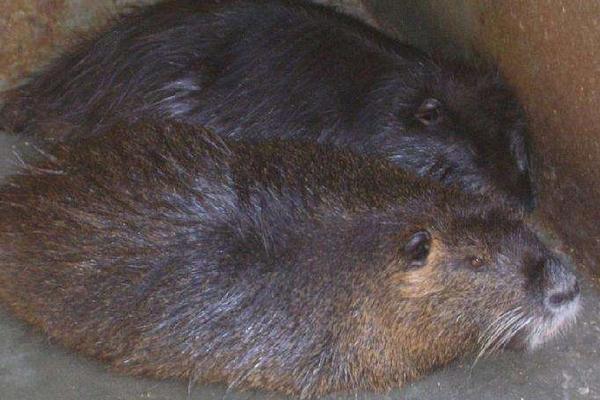 海貍鼠養(yǎng)殖技術(shù)視頻