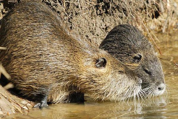 海貍鼠養(yǎng)殖技術(shù)視頻