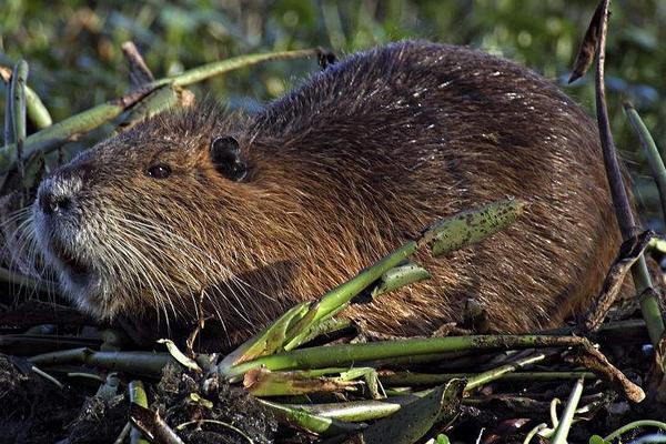 海貍鼠養(yǎng)殖技術(shù)視頻
