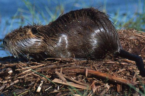 海貍鼠養(yǎng)殖技術(shù)視頻