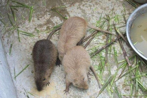 海貍鼠養(yǎng)殖技術(shù)視頻