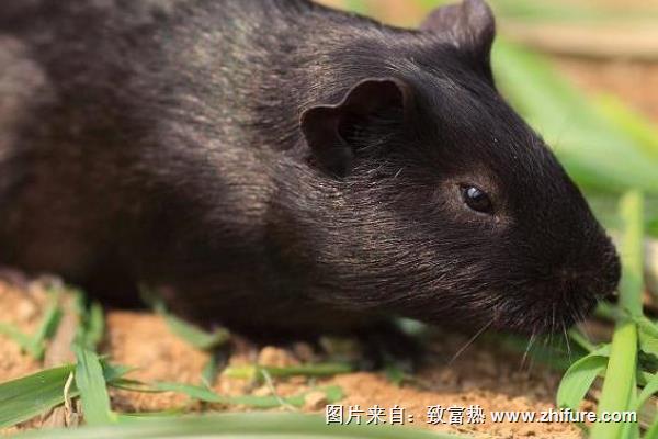 黑豚肉好吃嗎？