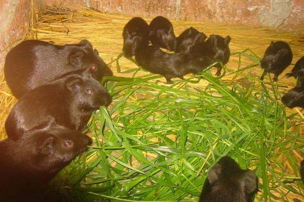 黑豚肉好吃嗎？