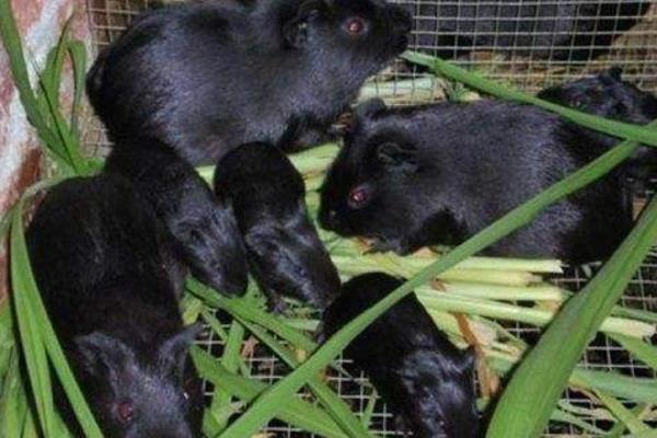 黑豚肉好吃嗎？