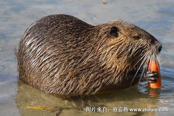 海貍鼠養殖技術