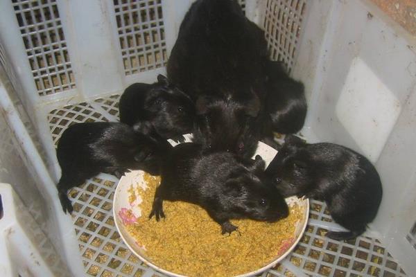 黑豚肉好吃嗎？