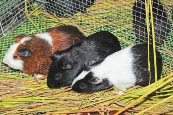 黑豚肉好吃嗎？