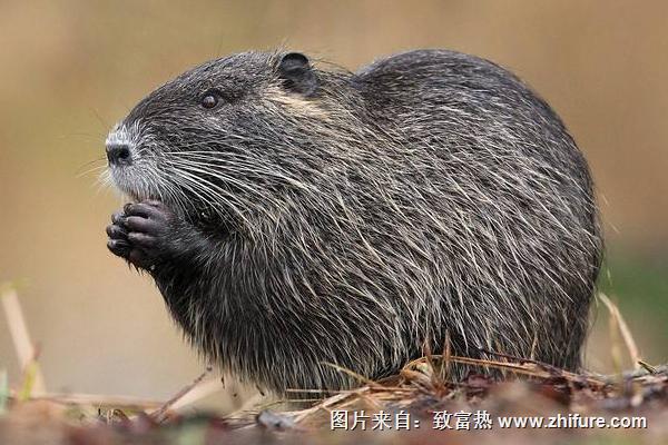 海貍鼠皮毛市場價格