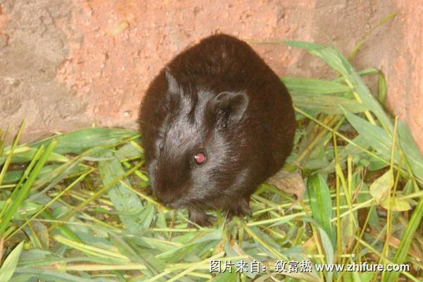 黑豚種苗價格多少錢一對？