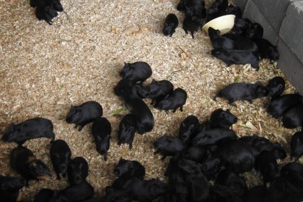 黑豚種苗價格多少錢一對?