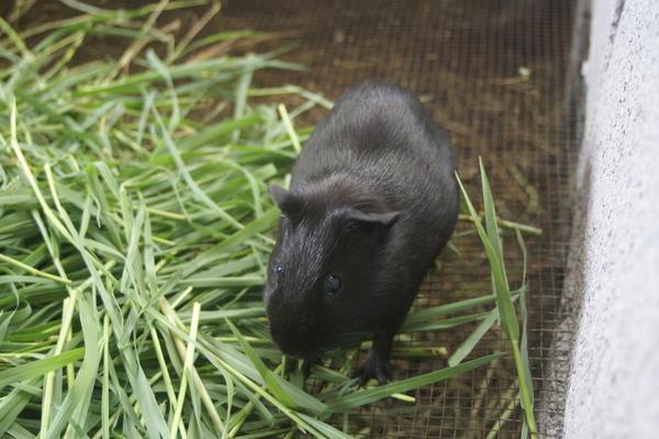 黑豚種苗價格多少錢一對?