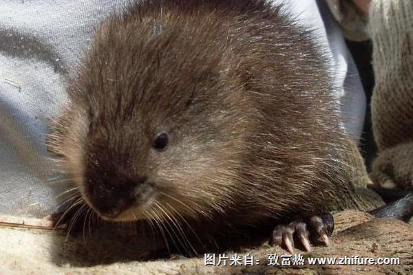 麝香鼠養殖技術視頻