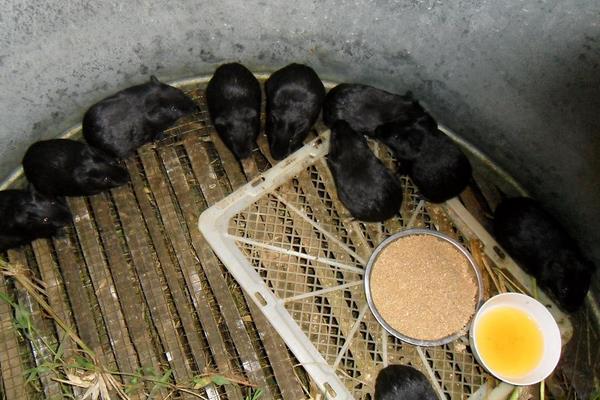 黑豚種苗價格多少錢一對?