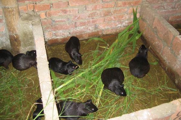 黑豚種苗價格多少錢一對?