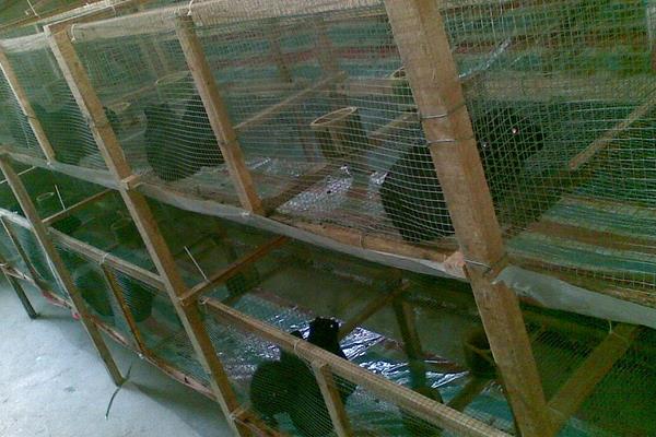 黑豚種苗價格多少錢一對?