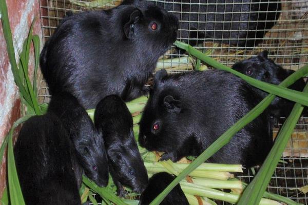 黑豚種苗價格多少錢一對?