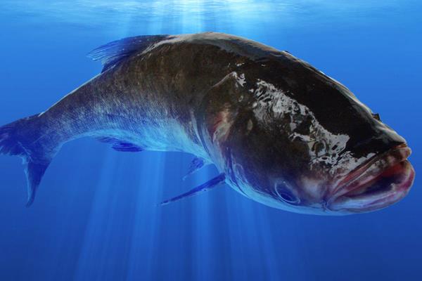 花鰱的營養價值及功效與作用