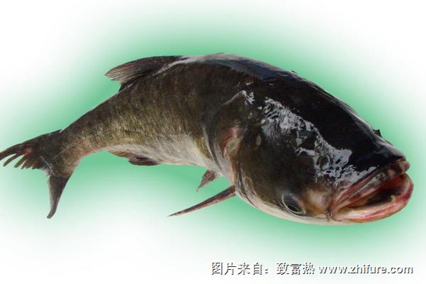 花鰱的營養價值及功效與作用