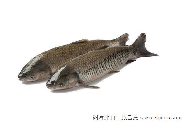 釣花鰱的餌料配方