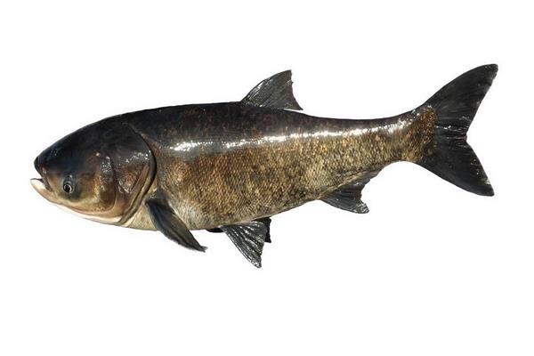 花鰱的營養價值及功效與作用