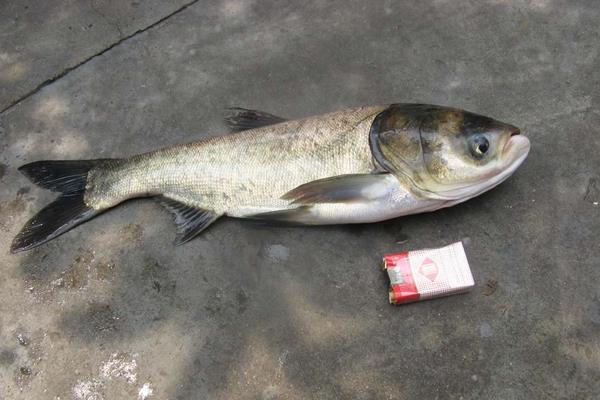 花鰱的營養價值及功效與作用