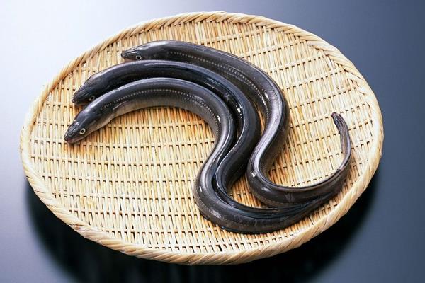 鰻魚的家常做法大全