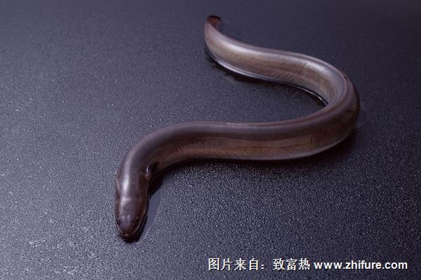 鰻魚圖片大全