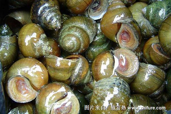 怎樣去除田螺里的寄生蟲？