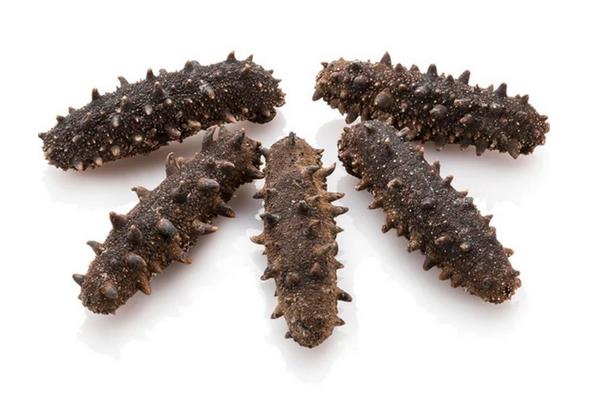 野生海參和養殖海參的區別是什么？