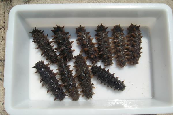 野生海參和養殖海參的區別是什么？